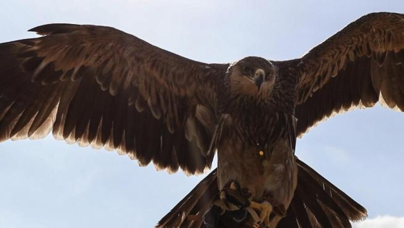 Águila real en vuelo