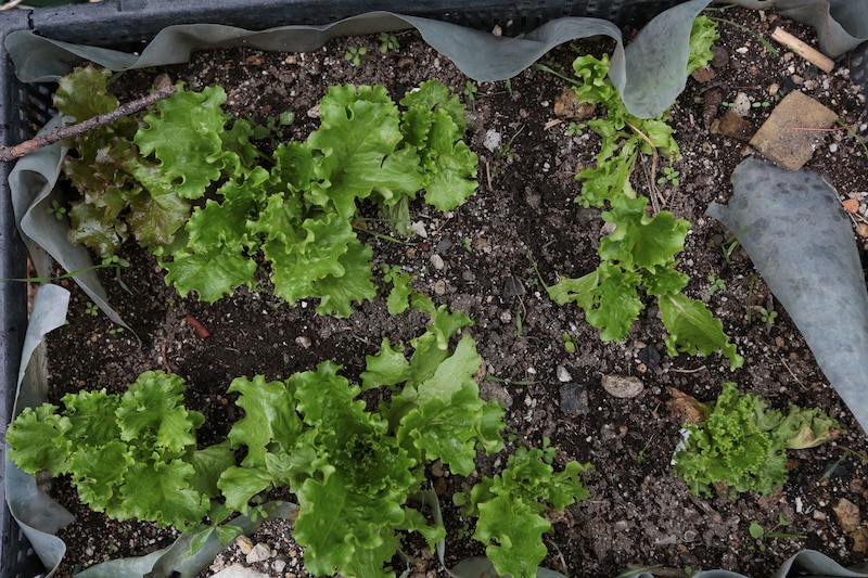 Cultivo de lechuga en huerto urbano