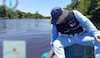 Investigación de la Profepa y Conagua descarta responsabilidad por mortandad de peces en el Río Limón