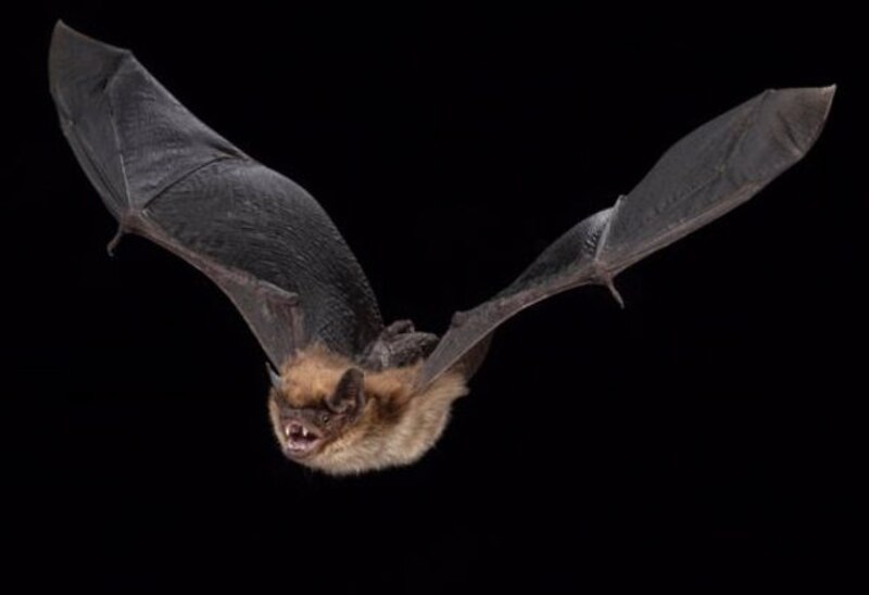Murciélago volando