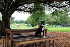 Guía definitiva para viajar con tu perro a Guadalajara: los mejores lugares pet friendly de la ciudad