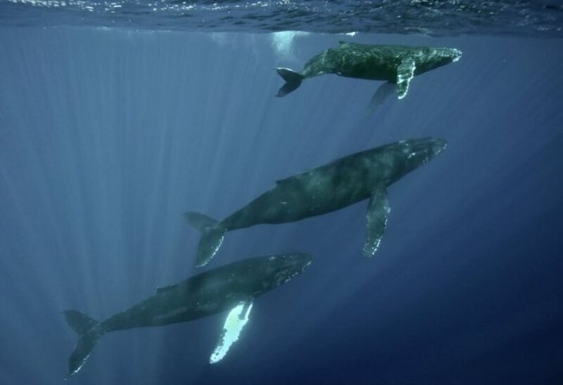 Ballenas jorobadas nadando en el océano