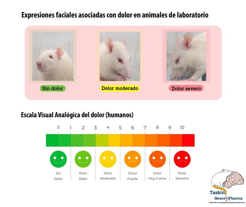 Expresiones faciales asociadas con dolor en animales de laboratorio