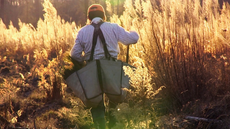 Un hombre camina por un campo llevando una bolsa llena de plantas.