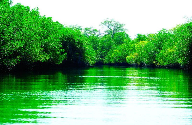 Un río verde en medio de un bosque de manglares