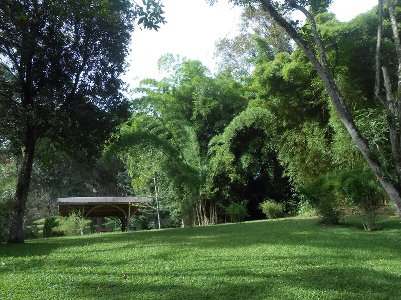 Un hermoso paisaje natural con un bosque de bambú.