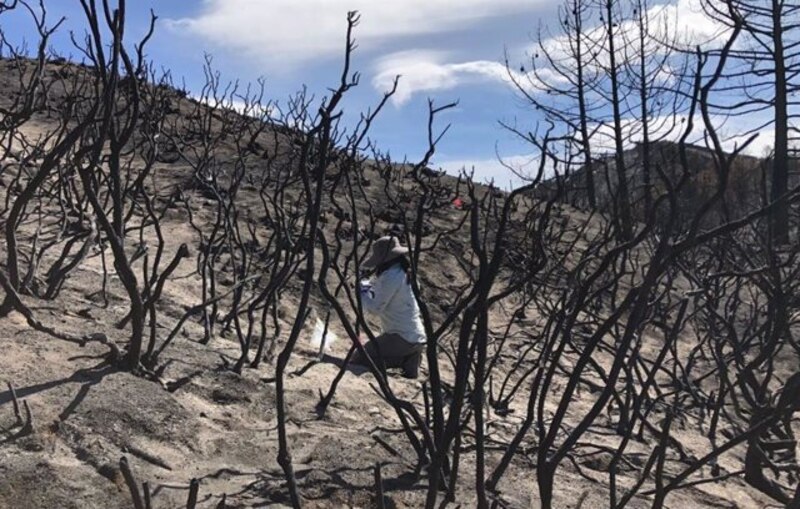 Incendios forestales en California