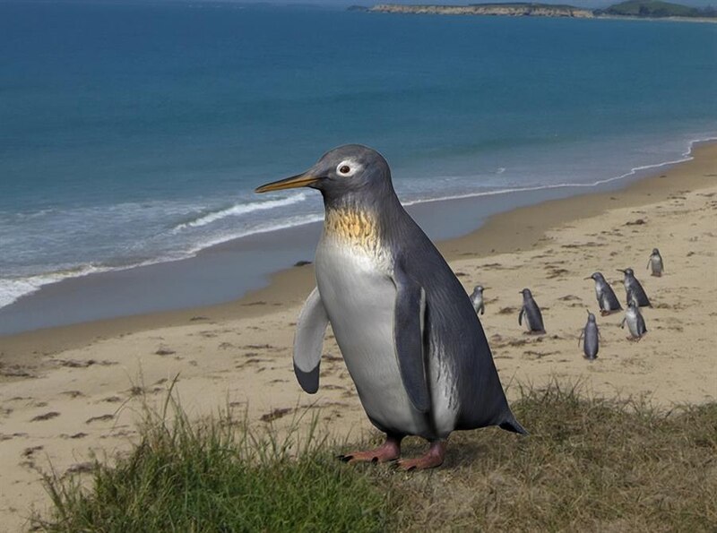 El pingüino de Waitaha