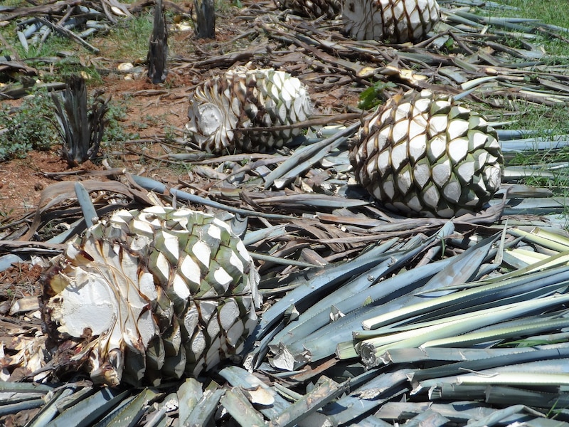 Investigación del ITESO propone destilar tequila sin generar vinazas, con aplicación en la industria tequilera de Jalisco