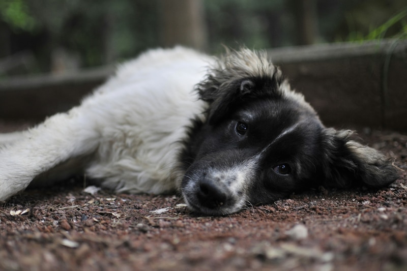En México, los perros se mantienen como los animales de compañía más populares.