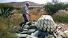 Mezcal busca consolidar su denominación de origen en Durango