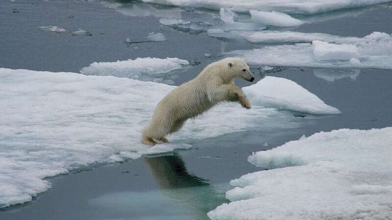Oso polar sobre hielo