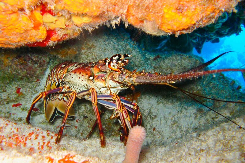 Langosta espinosa del caribe