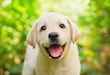 Día del Perro. Cuidemos su salud en cada etapa de la vida