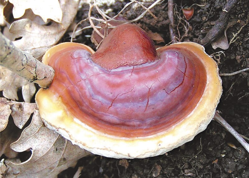 Ganoderma lucidum, el hongo de la inmortalidad