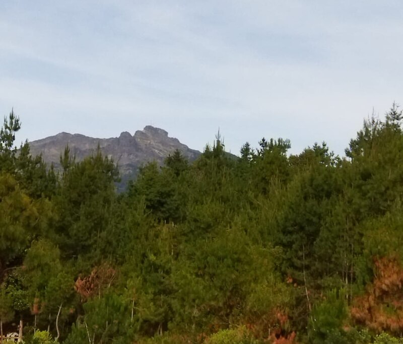 Árboles verdes con una montaña al fondo