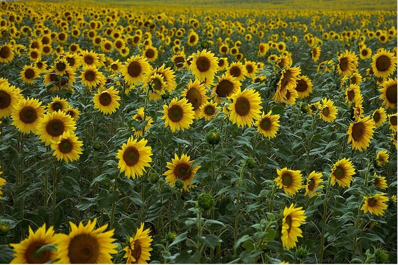 Campo de girasoles