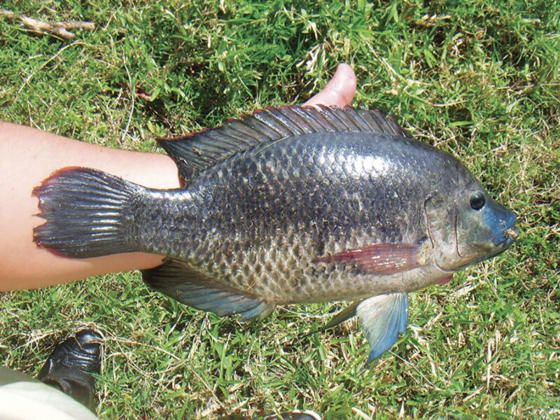 La tilapia es un pez de agua dulce muy popular en la gastronomía de muchos países.