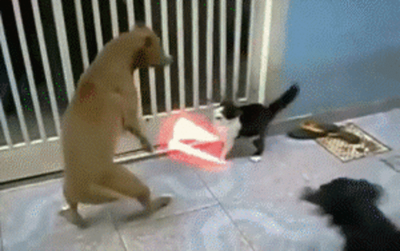 Perro y gato se enfrentan en una batalla campal