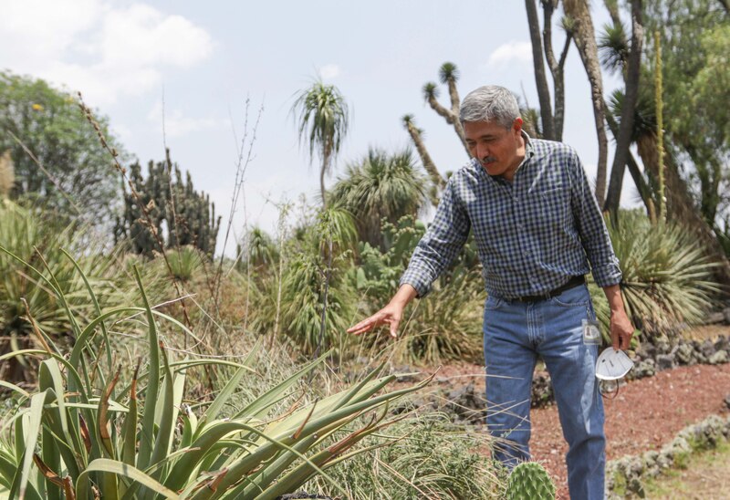 Un hombre observa una planta suculenta en un jardín botánico.