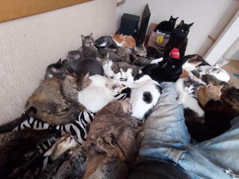 ¡Invasión de gatos!