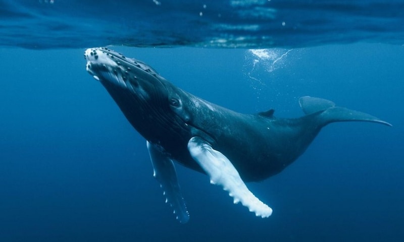 Ballena jorobada nadando en el océano