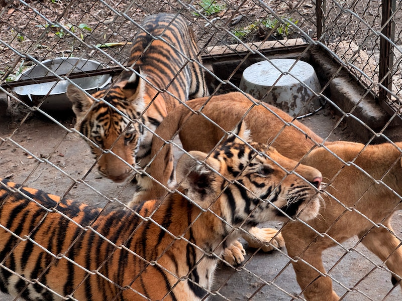 Tigres de Bengala asegurados por Profepa en una UMA de Veracruz debido a maltrato y condiciones inadecuadas.