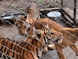 Profepa asegura 75 animales por maltrato en UMA de Veracruz