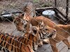 Profepa asegura 75 animales por maltrato en UMA de Veracruz