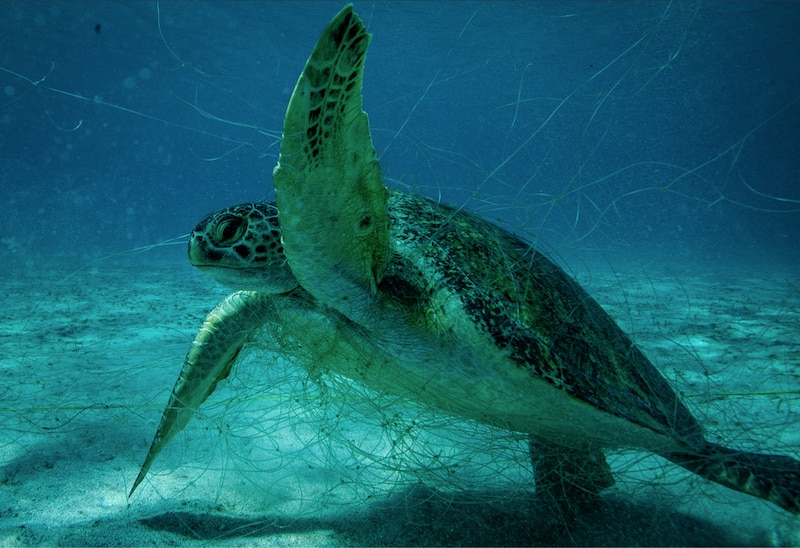 Tortuga atrapada en una red de pesca