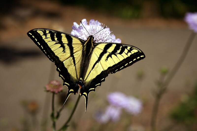 Mariposa amarilla sobre una flor morada