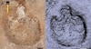 Huellas fósiles acreditan convivencia entre especies de dinosaurios