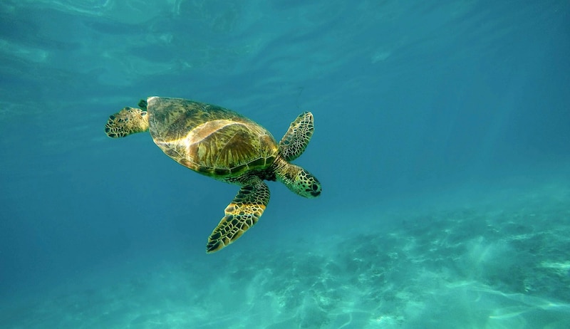 Tortuga marina nadando en el océano