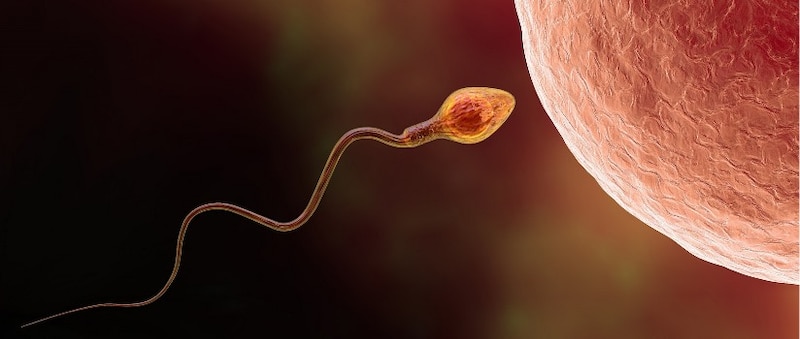 Espermatozoide fecundando un óvulo
