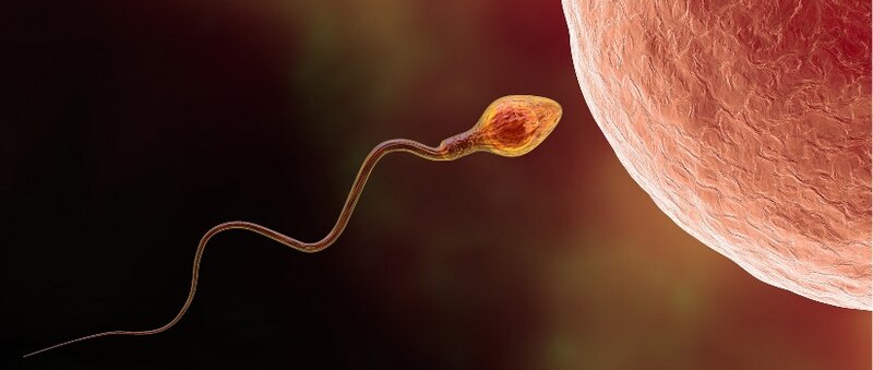 Espermatozoide fecundando un óvulo