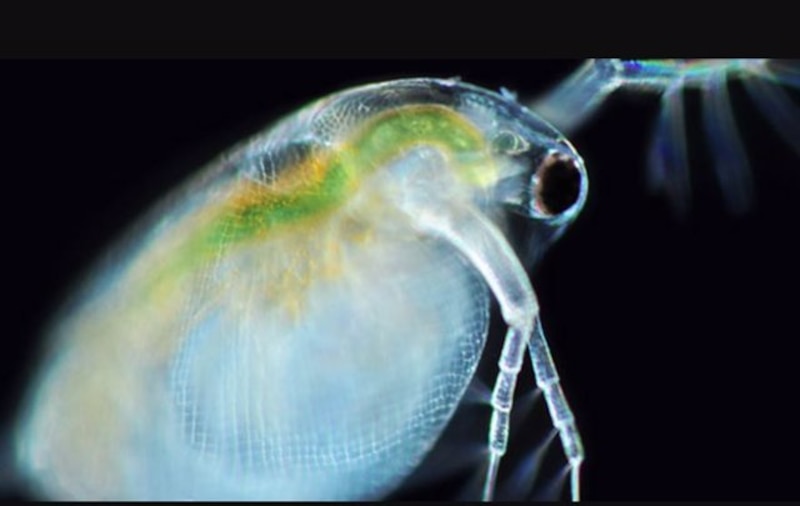 Una imagen microscópica de un copépodo.
