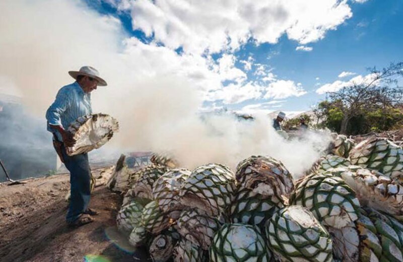 El proceso de elaboración del tequila