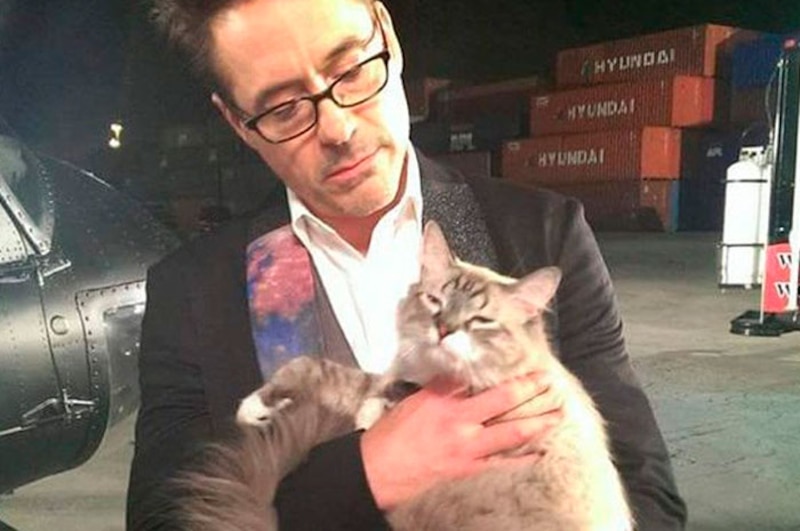 Robert Downey Jr. con un gato