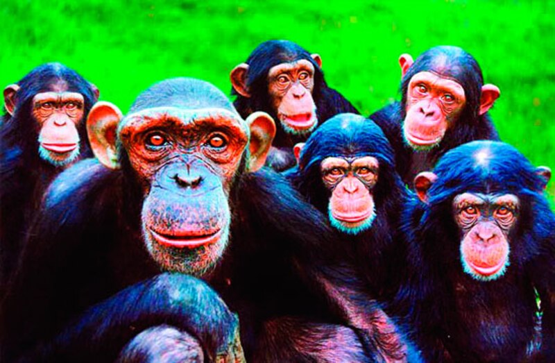 Chimpancés en la selva.