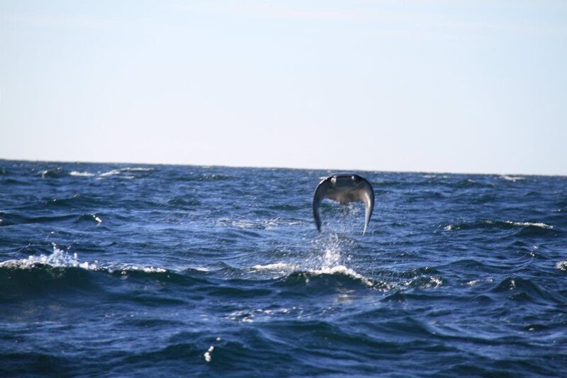 ¡Mira cómo vuela esta mantarraya!