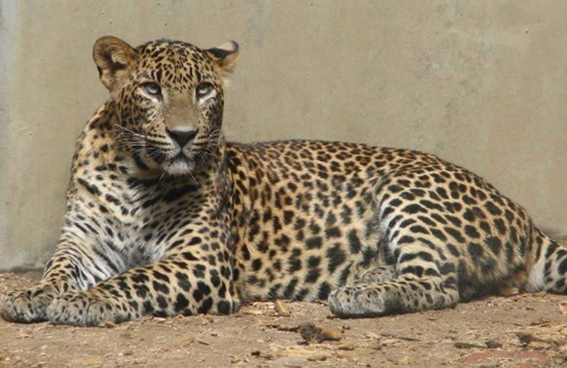 El leopardo, un felino solitario y elegante