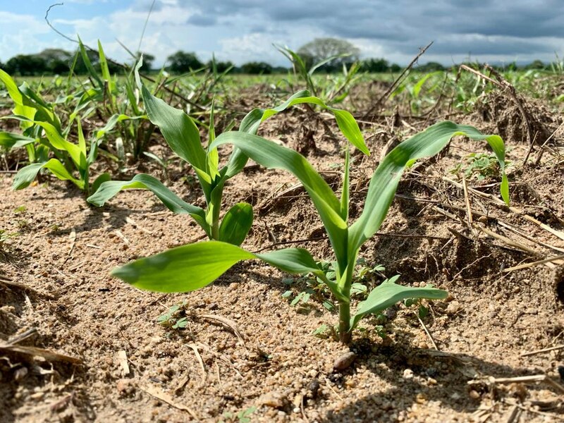 Milpa