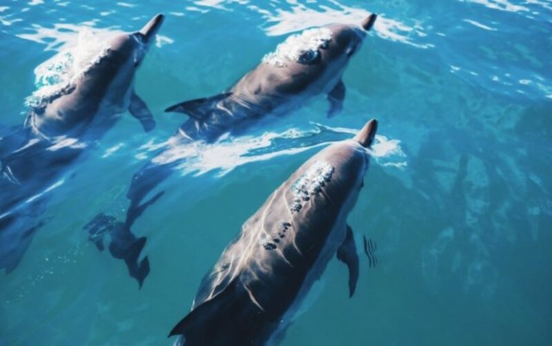 Delfines nadando en el mar