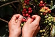 Agricultura destina 32.2 millones para emprender acciones fitosanitarias contra plagas del cafeto