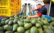 Suspende EU importación de aguacate michoacano