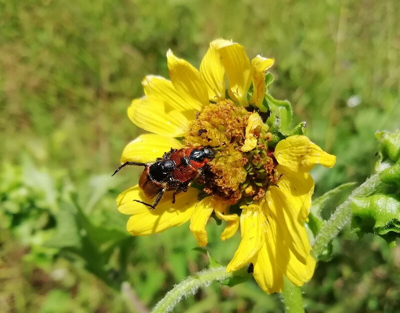 Un escarabajo rojo y negro se alimenta del néctar de una flor amarilla.