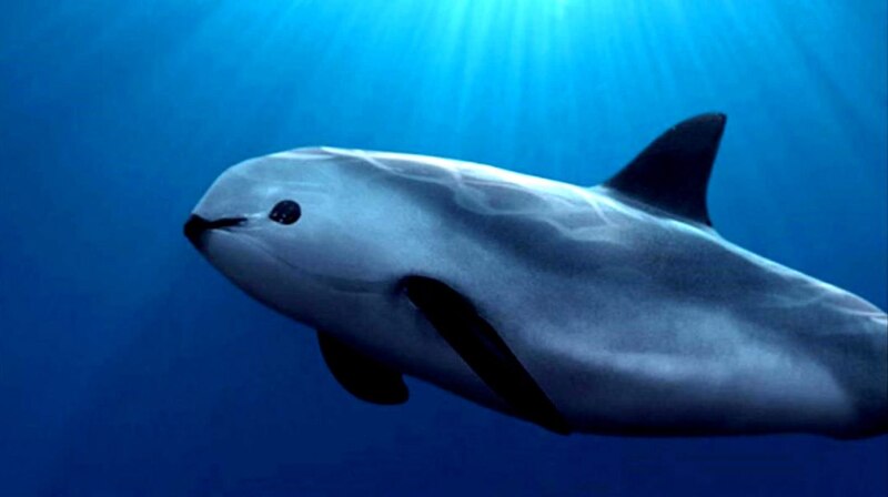 La vaquita marina, un mamífero marino en peligro de extinción