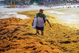 En lo que va del año ha llegado cuatro veces más sargazo que en 2025 al Caribe mexicano: Semarnat