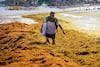En lo que va del año ha llegado cuatro veces más sargazo que en 2025 al Caribe mexicano: Semarnat    