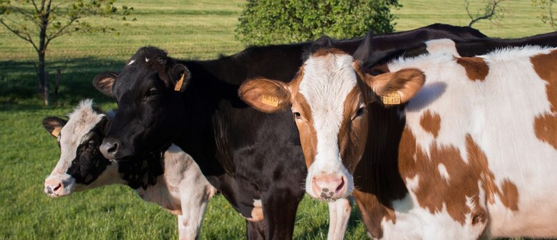 Vacas en el campo